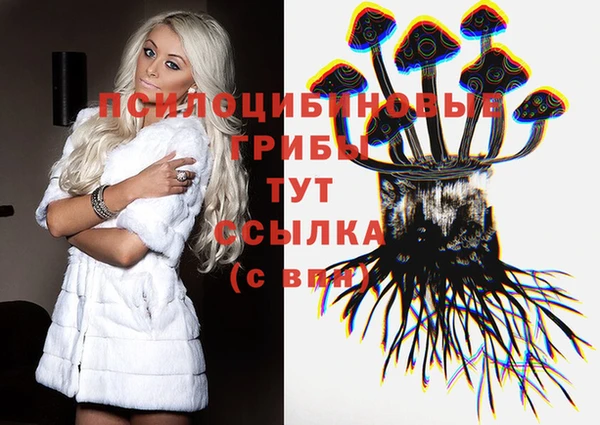 крисы Корсаков